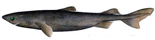 Centroscymnus owstoni_04.jpg